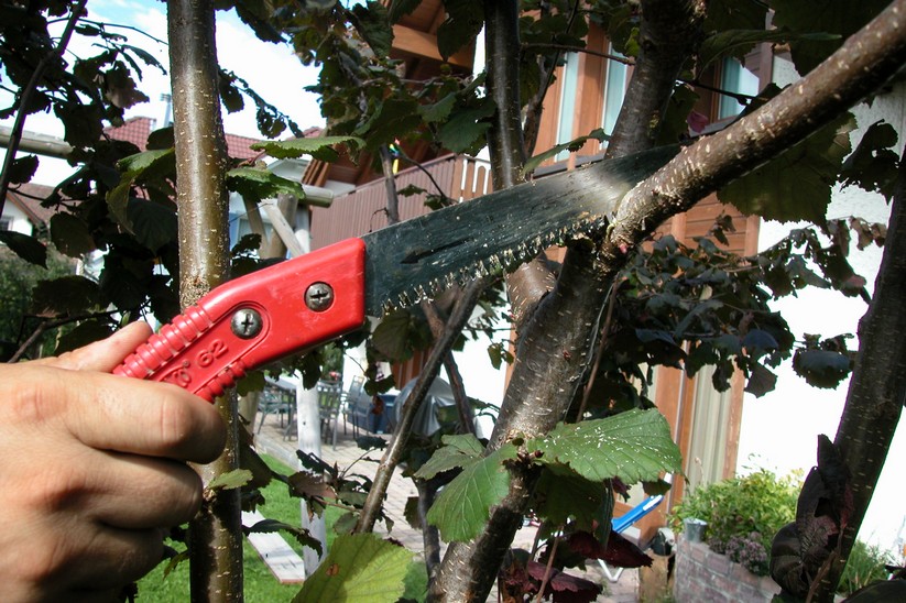 Bäume und Sträucher schneiden Gartenpflege