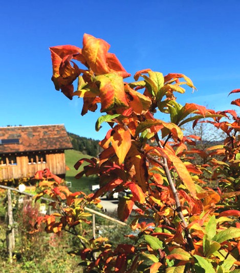 Mispel mit schöner Herbstfärbung Mespilus germanica