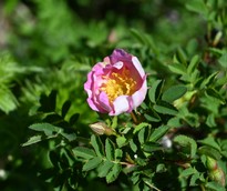 Heckenrose Blüte.JPG