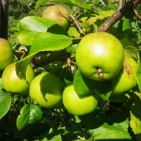 Wildapfel Geising.jpg